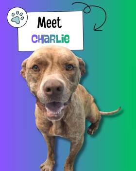 Pit Bull Terrier Dogs Available for Adoption - Charlie | PetCurious