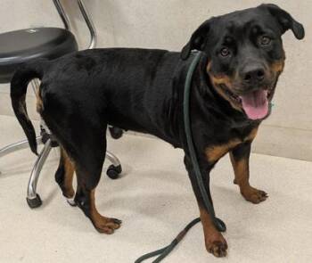 Rottweiler and Mixed Breed Dogs Available for Adoption in Honolulu, Hawaii - Michi | PetCurious