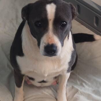 Heart 5065 -  Mixed Breed Dog for Adoption in Loxahatchee Groves, Florida - Heart 5065 | PetCurious