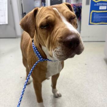 Loreal PR 2 -  Mixed Breed Dog for Adoption in Union, Missouri - Loreal PR 2 | PetCurious