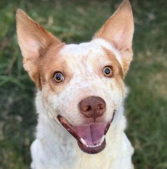 Oliver -  Terrier Dog for Adoption in Bloomfield, Connecticut - Oliver | PetCurious