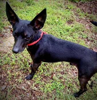 Rescue Chihuahua and Dachshund Dogs for Adoption in Hartwell, Georgia - Louie | PetCurious