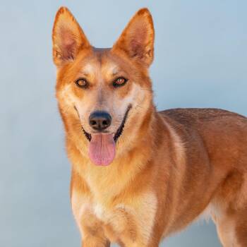 GINGER -  Carolina Dog and German Shepherd Dog Dog for Adoption in Pasadena, California - GINGER | PetCurious