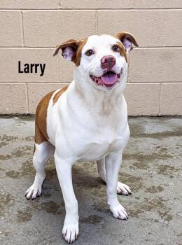 Larry -  Staffordshire Bull Terrier and American Bulldog Dog for Adoption in Clearfield, Kentucky - Larry | PetCurious
