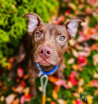 Rescue American Bully Dogs for Adoption in Spokane, Washington - Ashley | PetCurious