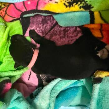 Shimmer (Pink Collar) -  German Shepherd Dog Dog for Adoption in Tulsa, Oklahoma - Shimmer (Pink Collar) | PetCurious