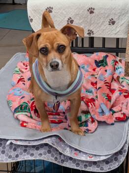 Chihuahua Dogs Available for Adoption in Denver, Colorado - Arya #1 | PetCurious