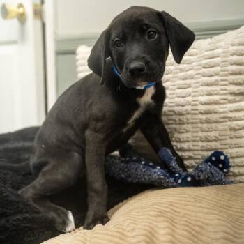 Raymond -  Labrador Retriever and Mixed Breed Dog for Adoption in Pawling, New York - Raymond | PetCurious