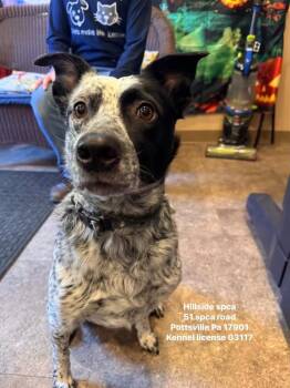 Luna -  Australian Cattle Dog Blue Heeler Dog for Adoption in Pottsville, Pennsylvania - Luna | PetCurious