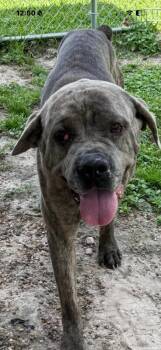 Mastiff Dogs Available for Adoption in Sumter, South Carolina - Sarge | PetCurious