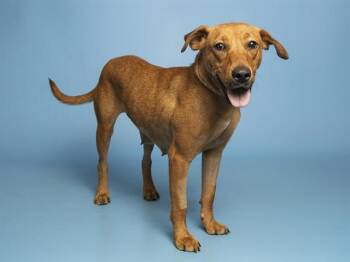 MINERVA -  Harrier and Mixed Breed Dog for Adoption in Phoenix, Arizona - MINERVA | PetCurious