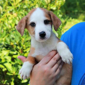 CT Steam avail Aug 15 (Tractor Supply- Putnam, CT) -  Australian Shepherd and Mixed Breed Dog for Adoption in Stormville, New York - CT Steam Avail Aug 15 (Tractor Supply- Putnam, CT) | PetCurious