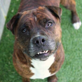 Rescue Pit Bull Terrier and Boxer Dogs for Adoption in Chattanooga, Tennessee - Jekyll | PetCurious