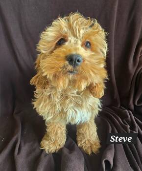 Cockapoo Dogs Available for Adoption - Steve | PetCurious