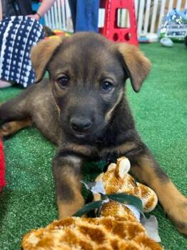 Shepherd and Mixed Breed Dogs Available for Adoption in Henderson, Nevada - Lani | PetCurious