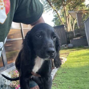 Teddy (#342) -  Cocker Spaniel Dog for Adoption in Twin Lakes, Wisconsin - Teddy (#342) | PetCurious