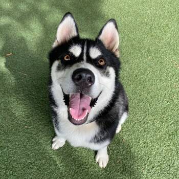 Rescue Husky and Mixed Breed Dogs for Adoption in Riverside, California - Joseph | PetCurious