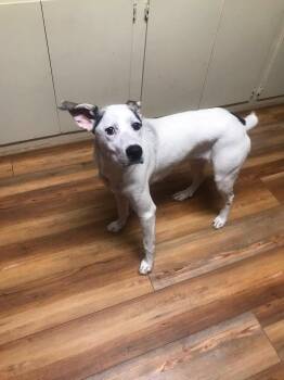 Sarah -  Mixed Breed Dog for Adoption in Jasper, Georgia - Sarah | PetCurious