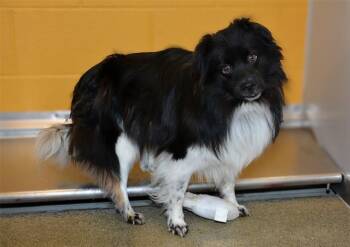 Australian Shepherd and Mixed Breed Dogs Available for Adoption in West Valley City, Utah - NICO BO BEEPO | PetCurious