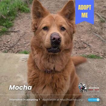 Rescue Australian Shepherd and Husky Dogs for Adoption in Houston, Texas - Mocha | PetCurious