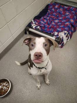 Labrador Retriever and Mixed Breed Dogs Available for Adoption in Omaha, Nebraska - PEACHES | PetCurious