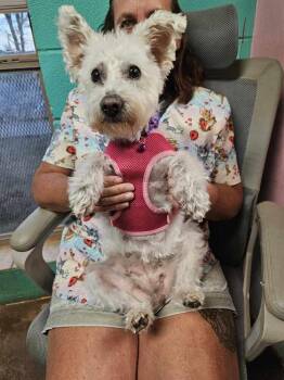 Coconut -  West Highland White Terrier Westie Dog for Adoption in Deerfield, Wisconsin - Coconut | PetCurious
