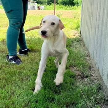 CT Roc -  Terrier and Mixed Breed Dog for Adoption in Eastford, Connecticut - CT Roc | PetCurious