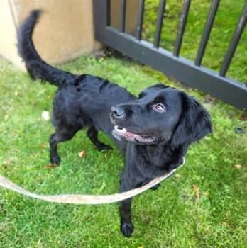 SYLVIA -  Labrador Retriever Dog for Adoption in Minneapolis, Minnesota - SYLVIA | PetCurious