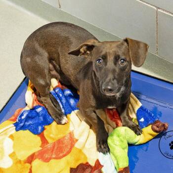 Chief Boy-rdy -  Dachshund and Mixed Breed Dog for Adoption in Abilene, Texas - Chief Boy-rdy | PetCurious