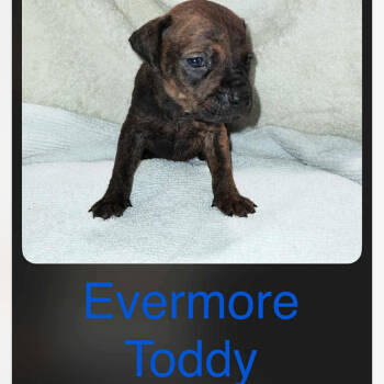 Rescue Doberman Pinscher Dogs for Adoption in Fredericksburg, Virginia - Evermore Toddy | PetCurious