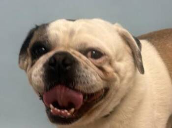 Max -  Pug and Mixed Breed Dog for Adoption in Woodbury, Minnesota - Max | PetCurious