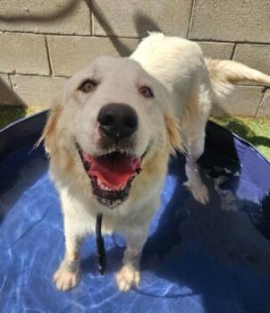Snow Cap -  Great Pyrenees Dog for Adoption in Sedalia, Colorado - Snow Cap | PetCurious