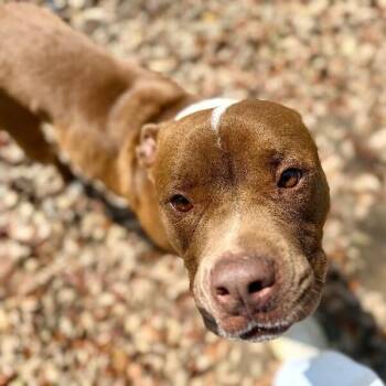 Fred Squishmellow -  Pit Bull Terrier and American Bulldog Dog for Adoption in Friendswood, Texas - Fred Squishmellow | PetCurious