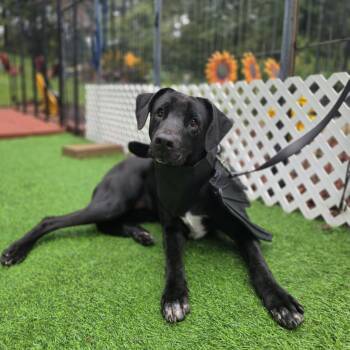 Mrs Potts -  Labrador Retriever and Mixed Breed Dog for Adoption in Blairstown, New Jersey - Mrs Potts | PetCurious