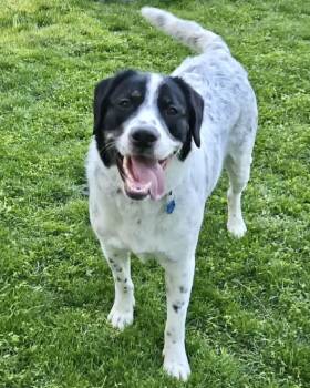 Bull Terrier and Goldendoodle Dogs Available for Adoption in New York, New York - Pendragon | PetCurious
