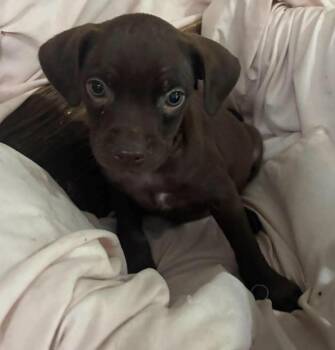 Hershey (As sweet as his name) -  Boston Terrier and Miniature Poodle Dog for Adoption in Mobile, Alabama - Hershey (As Sweet As His Name) | PetCurious