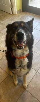 Archer -  German Shepherd Dog and Husky Dog Available for Adoption in Tiger, Georgia - Archer | PetCurious