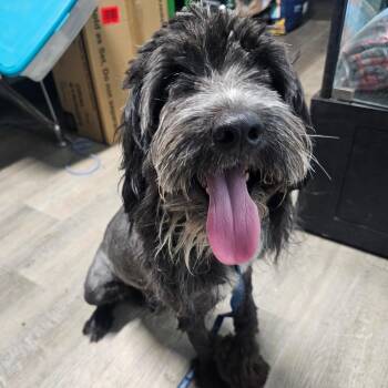 Standard Schnauzer Dogs Available for Adoption in Mount Vernon, Arkansas - Chevy | PetCurious