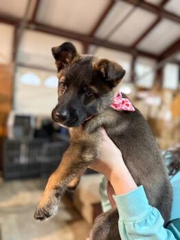 Shepherd Dogs Available for Adoption - Zoey | PetCurious