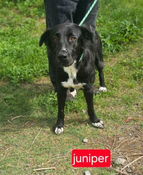 Collie and Retriever Dogs Available for Adoption in Fort Worth, Texas - Juniper | PetCurious