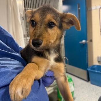 Rowan -  German Shepherd Dog and Mixed Breed Dog for Adoption in Charlottesville, Virginia - Rowan | PetCurious