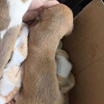 Hansel -  Mixed Breed Dog for Adoption in Salem, West Virginia - Hansel | PetCurious
