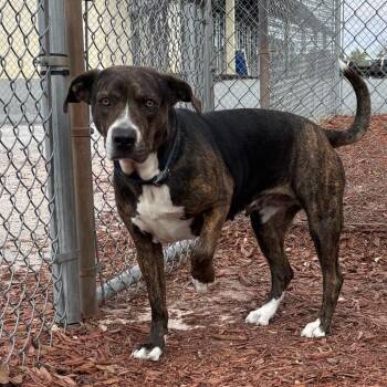 Mixed Breed Dogs Available for Adoption - Fiona | PetCurious