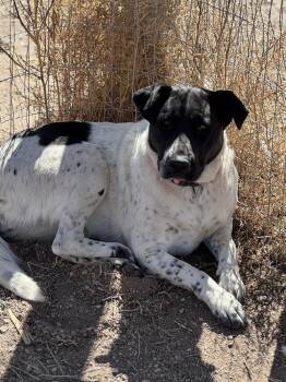 Pit Bull Terrier Dogs Available for Adoption - Ann | PetCurious