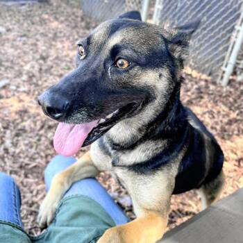 Sophie -  German Shepherd Dog Dog for Adoption in Oakland, California - Sophie | PetCurious