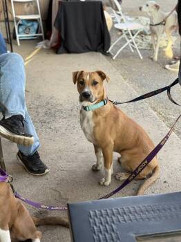 Rescue Mixed Breed Dogs for Adoption in Salisbury, Maryland - Gas Station Hotdog | PetCurious