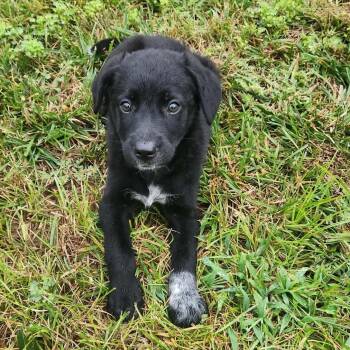 Peach PR2 -  Australian Cattle Dog Blue Heeler Dog for Adoption in Union, Missouri - Peach PR2 | PetCurious