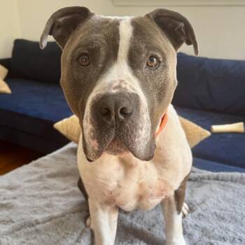 Ginkgo -  Pit Bull Terrier Dog for Adoption in Silver Spring, Maryland - Ginkgo | PetCurious