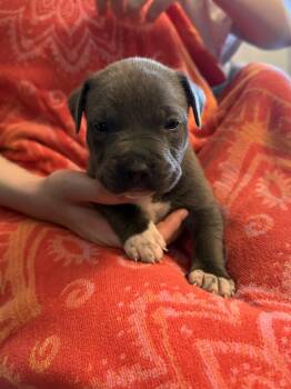 Vida Baby 1 -  Pit Bull Terrier Dog for Adoption in Tucson, Arizona - Vida Baby 1 | PetCurious