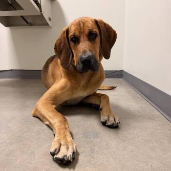 Cooper 22587 -  Redbone Coonhound and Mixed Breed Dog for Adoption in Cumming, Georgia - Cooper 22587 | PetCurious